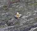 DSC07055.jpg
