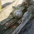 DSC07716.jpg