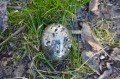 DSC07748.jpg