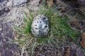 DSC07790.jpg