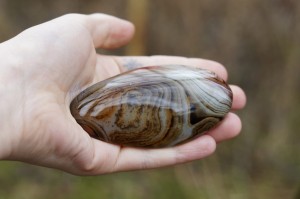 Agat królewski- seksualność, ogień 