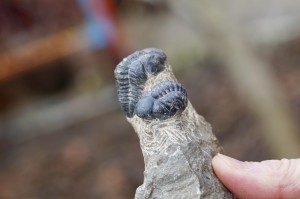 Trylobit -przodkowie, czakra korzenia