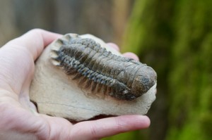 Trylobit -przodkowie, czakra korzenia