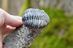 Trylobit -przodkowie, czakra korzeni a