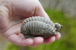 Trylobit -przodkowie, czakra korzeni a