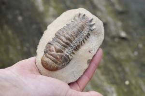 Trylobit -przodkowie, czakra korzenia