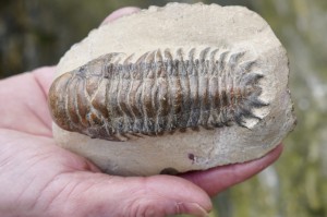 Trylobit -przodkowie, czakra korzeni a