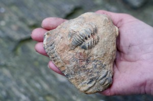 Trylobit -przodkowie, czakra korzenia