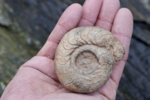 Amonit- charyzma, dobrobyt, balans