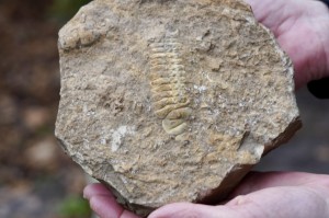 Trylobit -przodkowie, czakra korzenia 