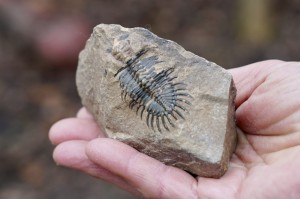 Trylobit -przodkowie, czakra korzenia 