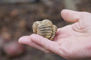 Trylobit -przodkowie, czakra korzenia 