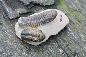 Trylobit rodzina -przodkowie, czakra korzenia 