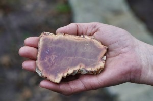 Fossilised wood  Skamieniałe drewno- dojrzałość, uziemienie, traumy rodowe