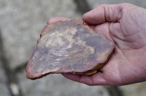 Skamieniałe drewno- dojrzałość, uziemienie, traumy rodowe 