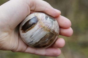 Fossilised wood  Skamieniałe drewno- dojrzałość, uziemienie, traumy rodowe 