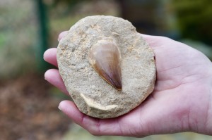 Ząb Megalodona- prawda, klucz do samopoznania, mądrość przodków