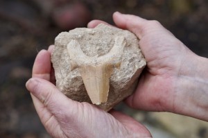 Ząb Megalodona- prawda, klucz do samopoznania, mądrość przodków 