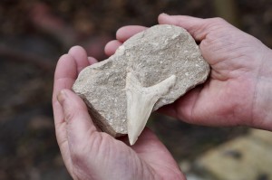 Ząb Megalodona- prawda, klucz do samopoznania, mądrość przodków  