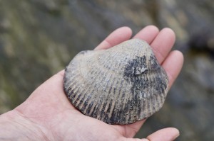 Skamieniała muszla- wewnętrzne piękno, akceptacja, energetyczna „skorupa” 